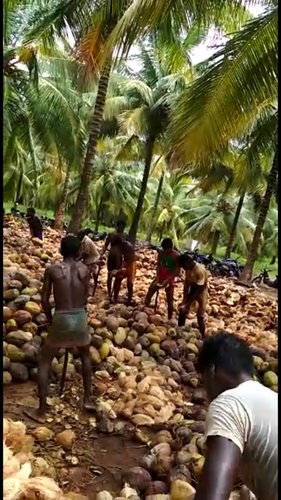 Organic Coconut