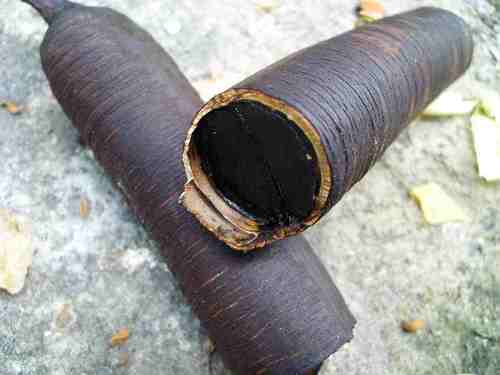 CASSIA FISTULA