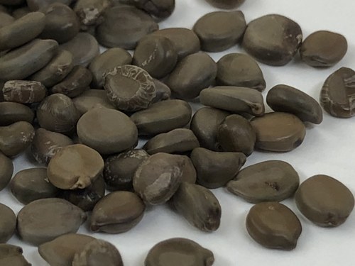 CASSIA OCCIDENTALIS