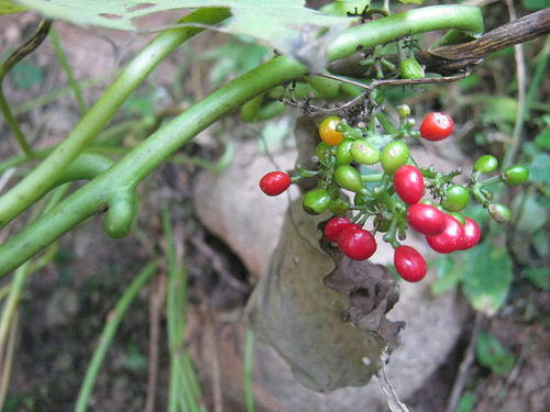 Cissampelos Parieta Ingredients: Herbal Extract