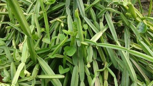 Cissus Quadrangular Ingredients: Herbal Extract