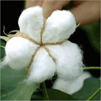 Cotton