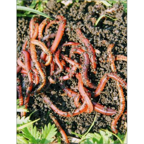 Vermicompost Farming Services