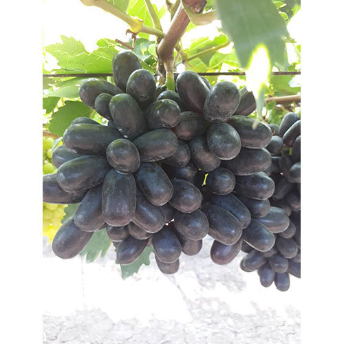 Black Grapes