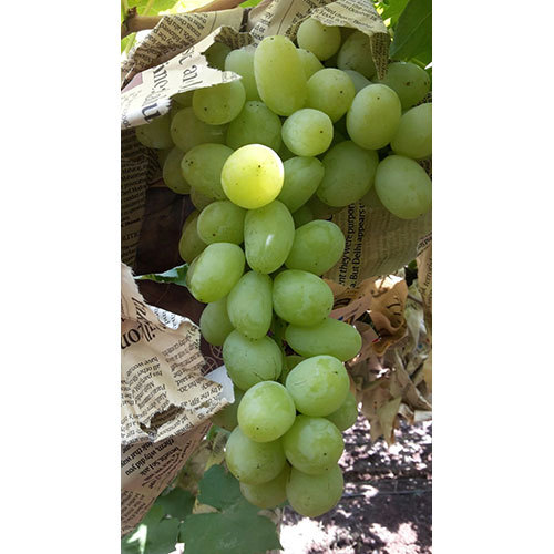 Grapes Green Origin: India