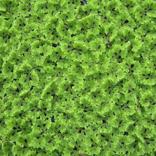 azolla feed azolla feed