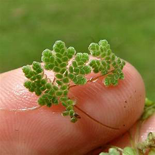 Green Azolla Green Azolla