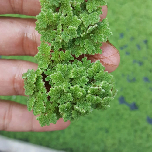 Organic Flax Azolla Organic Flax Azolla