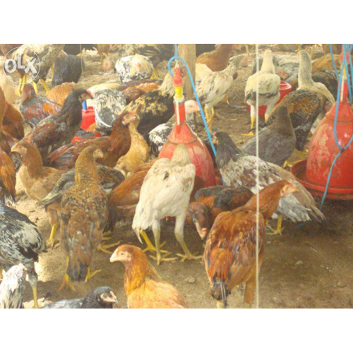 Organic Country Chicken ASEEL Organic Country Chicken ASEEL