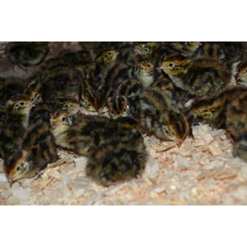 Black Japanese Bantam Chicks Black Japanese Bantam Chicks