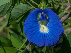 Clitoria Ternatia