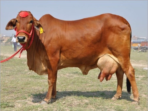 Pure Sahiwal Cow For Sale