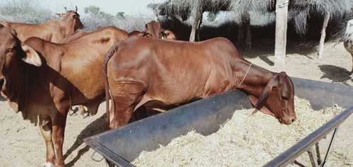 Sahiwal Cow Sale In TamilNadu