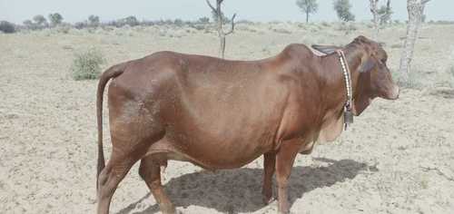 Sahiwal Cattle