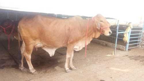 Sahiwal Cow Price In Krishnagiri