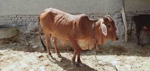 Sahiwal Cow Price In Karur