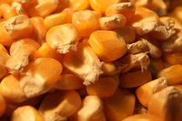 Yellow Maize