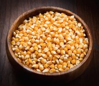 Yellow Maize