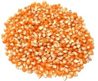 Yellow Maize