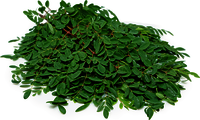 Moringa Leaves