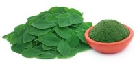 Moringa Leaves