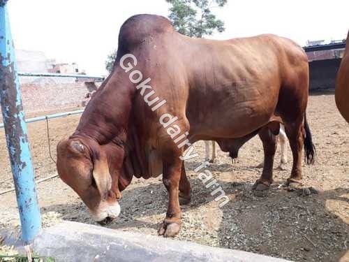 Brown Sahiwal Bulls