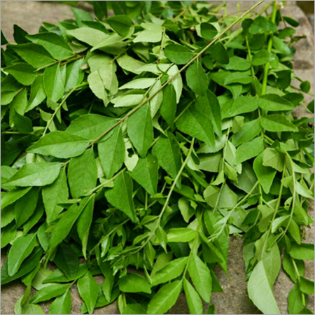 Curry Leaves