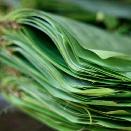 Banana Leaf