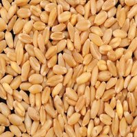 Raw Wheat
