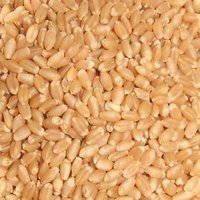 Raw Wheat