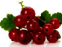 RED CURRENT FRUIT FLAVOR