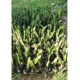 Dragon Fruit Plant By AMRITANJALI AYURVED (OPC) PRIVATE LIMITED