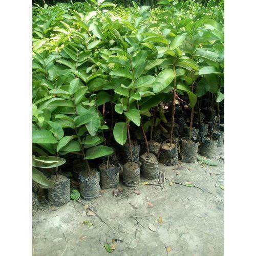 Guava Plant