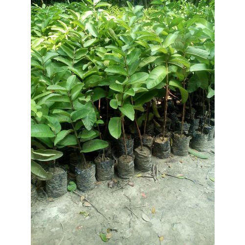 Guava plant Guava plant