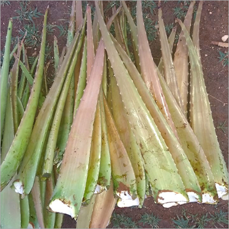Aloe Vera Leaves