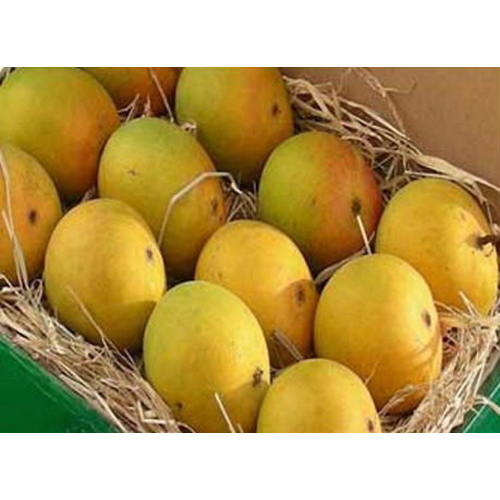 Fresh Mango