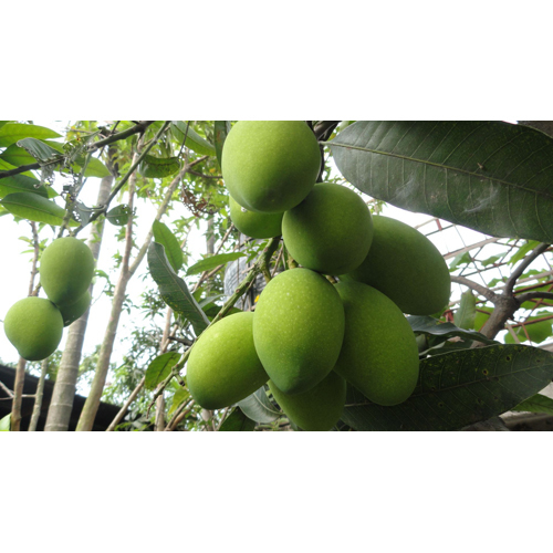 Fresh Green Mango