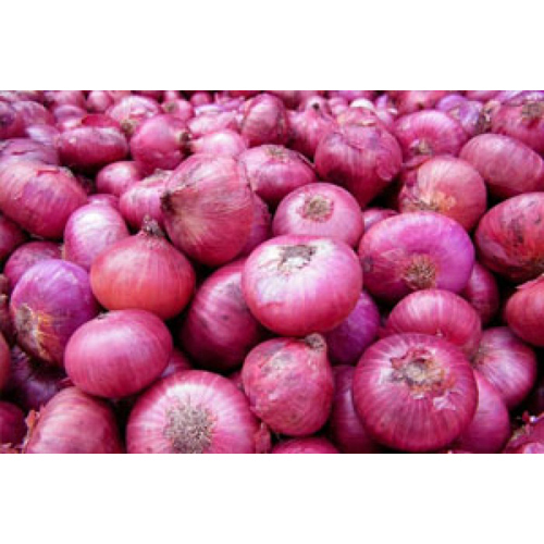 Onion