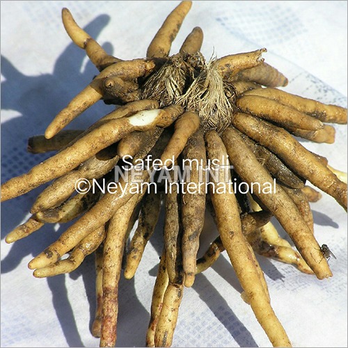 Safed Musli