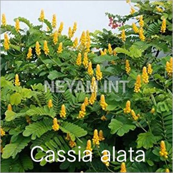 Cassia Alata