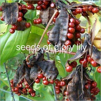 Seeds Of Glory Lily