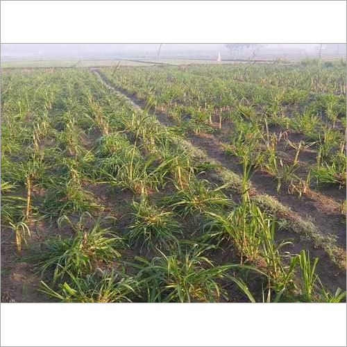 Super Napier Grass 16% Crude protien Super Napier Grass 16% Crude protien