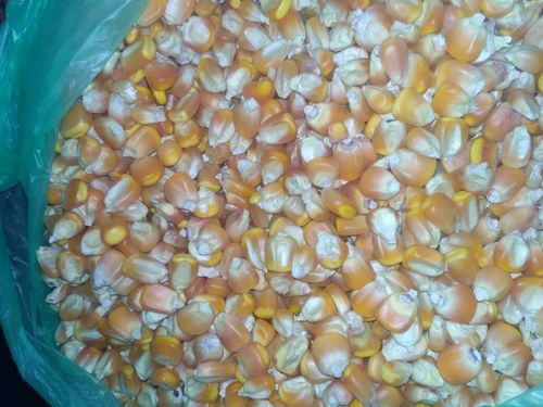Yellow Corn