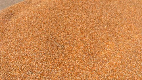 Organic Corn