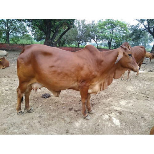 Pure sahiwal Cow