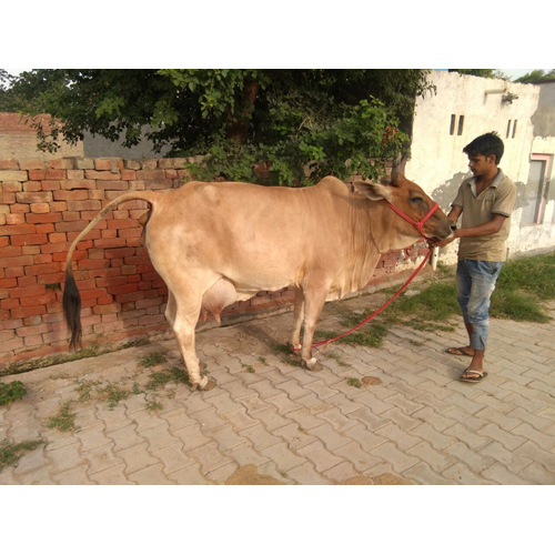 sahiwal Cow