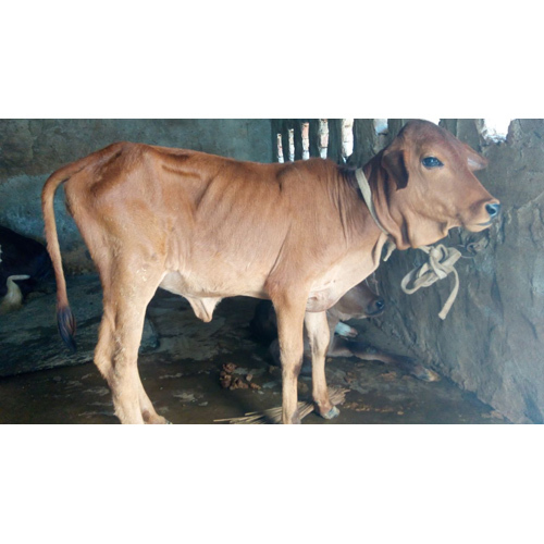 Heifer Breed Cow