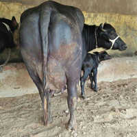 Murrah Buffalo in haryana