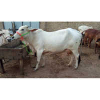 Tharparkar  Cow
