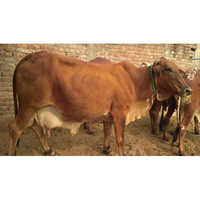 Red Sahiwal Cow